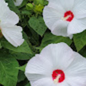 Meet your Posher, Jane